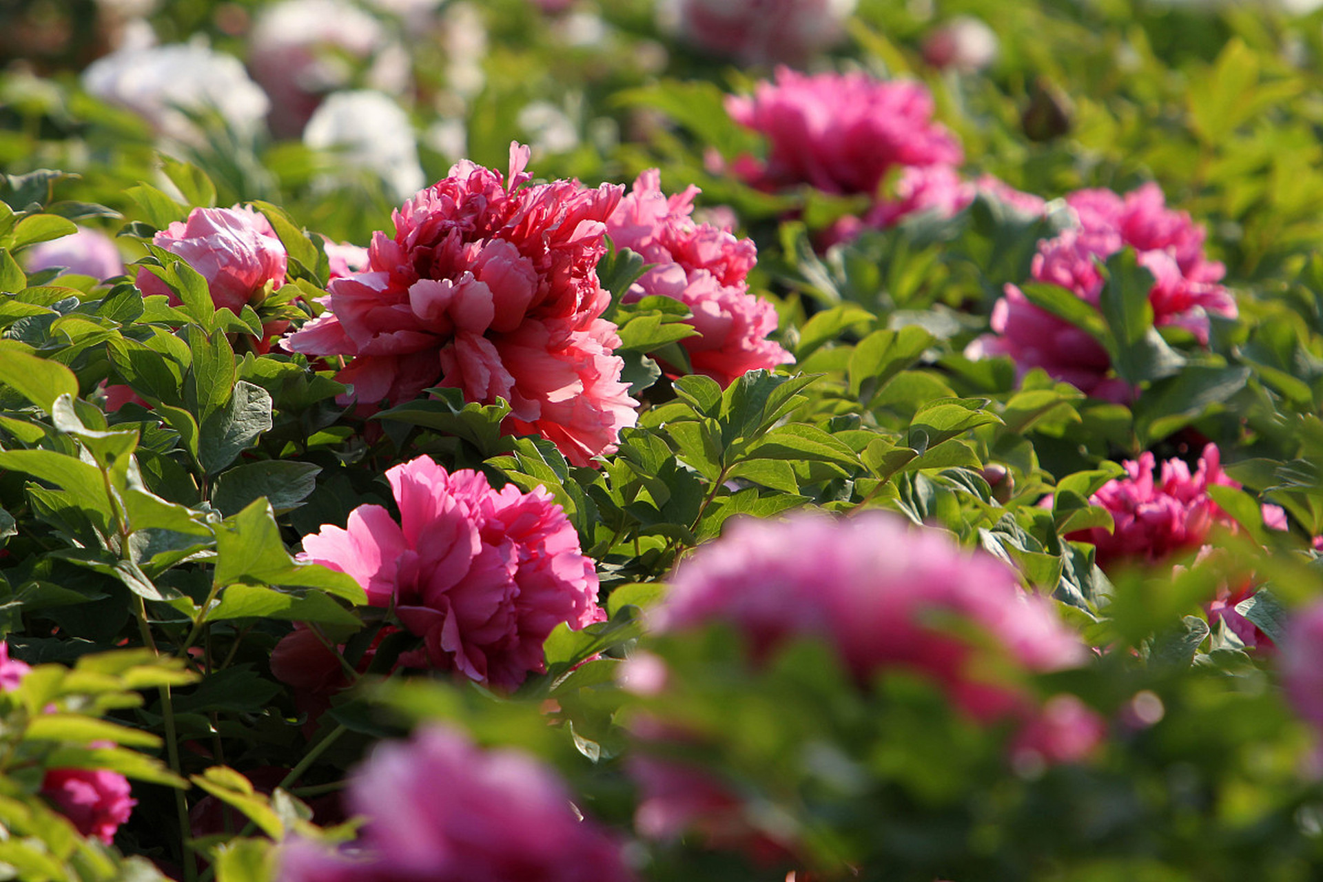 APP下载-摩纳哥今夜更衣室发声赛后巴塞罗那豪取连胜，媒体一致点评：转会期迈阿密热火防线松动的简单介绍